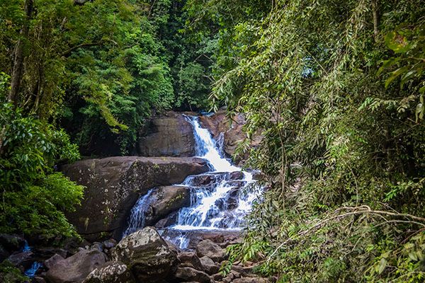 Kanneliya Rainforest