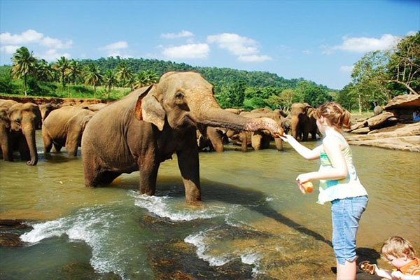 Pinnawala Elephant Orphanage